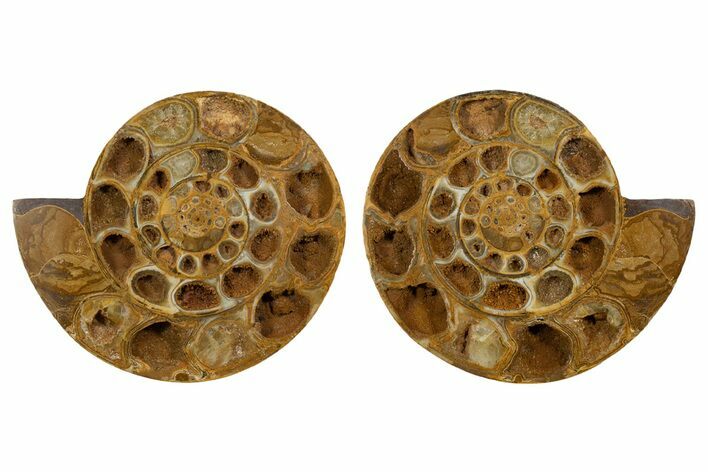 Cut & Polished Jurassic Ammonite (Perisphinctes) Fossil #344935